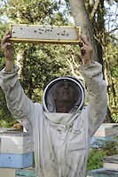 At the apiary belonging to Terry Brown, 61 ans. Terry was for years the second biggest exporter of bees from Australia and the first to export bees by plane at a commercial scale, sending up to 47,000 packages of 2.5kg of bees to Europe, the United States, Pakistan, Afghanistan and the Gulf states. The bees left Sydney on 750kg pallets and transited at Hong Kong or Singapore where one of his sons took care of cooling down the swarms by spraying them with water during their transit.///Sur le rucher de Terry Brown, 61 ans. Terry a été pendant des années le second exportateur d’abeilles d’Australie et le premier à exporter des abeilles par avion à l’échelle commerciale en envoyant jusqu’à 47&nbsp;000 paquets de 2,5&nbsp;kg d’abeilles aussi bien en Europe, aux États-Unis, au Pakistan, en Afghanistan et dans les pays du golfe. Les abeilles partaient de Sydney sur des palettes de 750&nbsp;kg et transitaient à Hong Kong ou Singapour ou l’un de ses fils s’occupait de refroidir les essaims en les arrosant d’eau pendant leur transit.