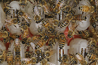 Cages of fertilized queens. To maintain the maximum of egg-laying potency in the hive, some beekeepers change all their queens at the end of the season in the beginning of March. It's long and fastidious work but it allows for better honey harvests.///Cages à reines fécondées. Pour conserver le maximum de dynamisme de ponte dans la ruche, certains apiculteurs changer toutes leurs reines à la fin de la saison début mars. C’est un travail long et fastidieux mais il permet de meilleures récoltes de miel.
