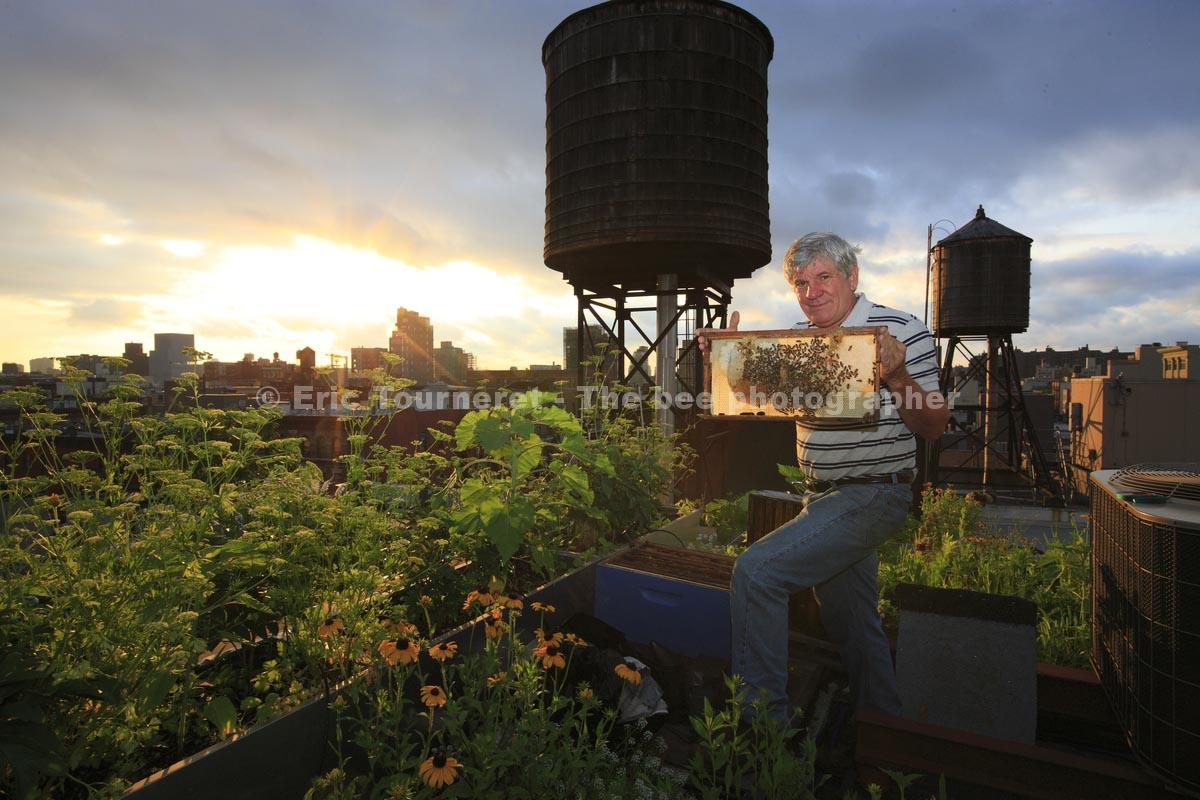 New York City&nbsp;: le miel de la grosse pomme