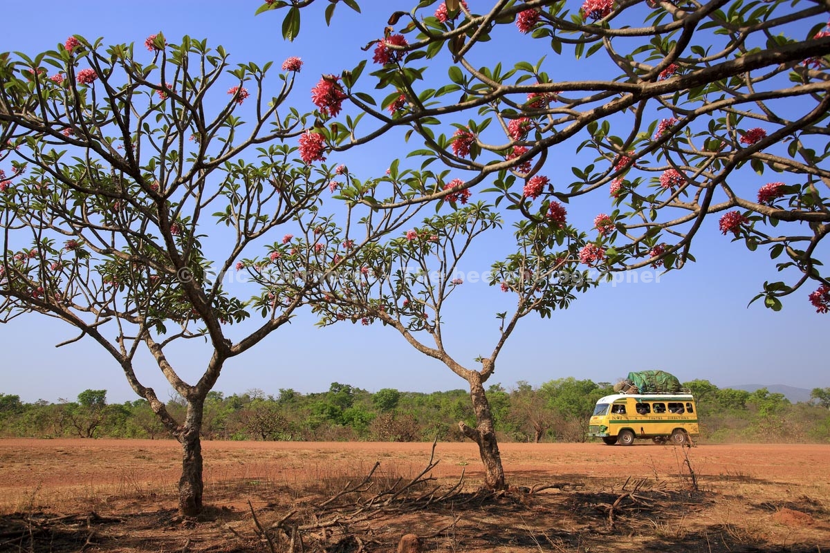 Cameroun&nbsp;: un paradis d’abeilles