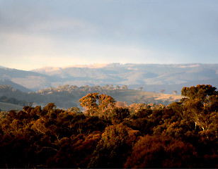 Natural Beekeeping Australia Central Tablelands