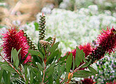 Buy Warre Hives Natural Beekeeping Australia