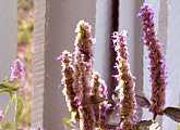 Natural Beekeping Australia  courses