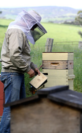 Natural Beekeeping Australia Warr&eacute; Beekeeping